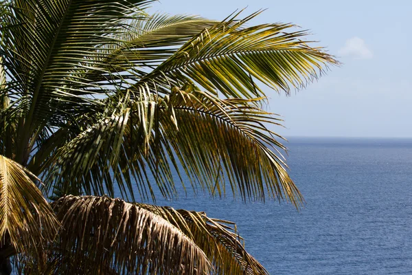 Panoramik palmiye ağacı yaprakları, mavi arka plan. Hindistan cevizi hisse senedi — Stok fotoğraf
