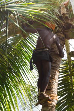 Kovalam, Kerala, Hindistan, 30 Mart 2015: hindistancevizi ağaç almak kimliği belirsiz adam