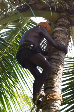 Kovalam, Kerala, Hindistan, 30 Mart 2015: hindistancevizi ağaç almak kimliği belirsiz adam