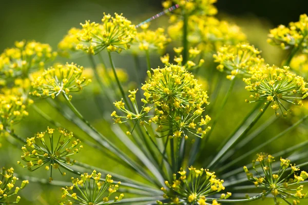 Dill closeup photo. Green aroma umbrella macro — Stock Photo, Image