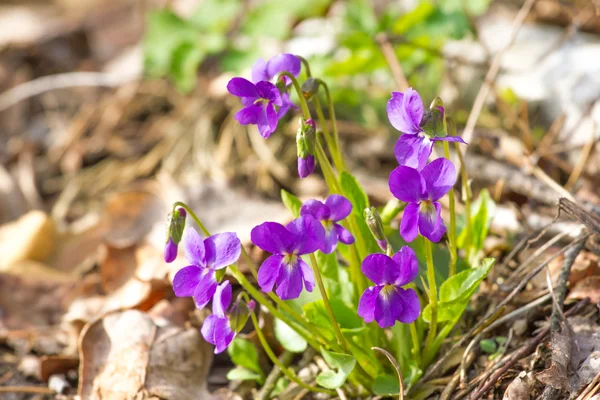 Mayflower Viola violeta bosque flores odorata — Foto de Stock