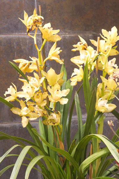 Cymbidium en maceta. orquídea de barco de flor y tallo — Foto de Stock