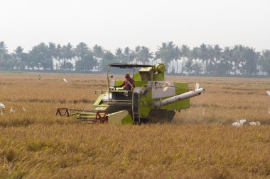 Hasat makinesi hasat pirinç alanında kimliği belirsiz adam