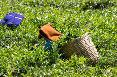 Coonoor, Tamil Nadu, Hindistan, 22 Mart 2015: Kimliği belirsiz bir kadın toplamak çay plantasyondan