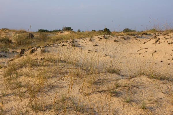 Sandlandschaft bei Sonnenuntergang, gelbe Wüste, Strand mit Kiefern und Gras — Stockfoto