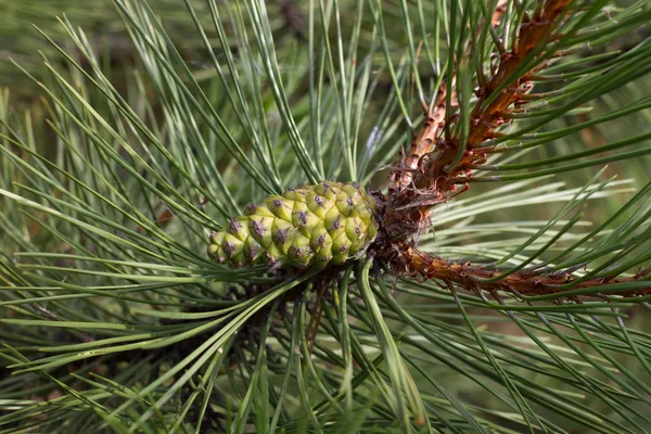 Gałąź sosny. Conifer, pinecone drzewo, natura, — Zdjęcie stockowe