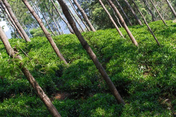 Tea levelek ültetvény. Coonor, Nilgiri, India Tamil Nadu — Stock Fotó