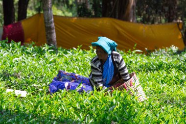 Coonoor, Tamil Nadu, Hindistan, 22 Mart 2015: Kimliği belirsiz bir kadın toplamak çay plantasyondan