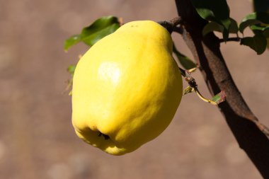 Bir şube organicity doğa doğallığı asılı sulu ve olgun ayva