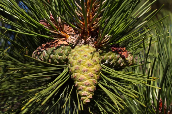 Ramo di pino. Conifere, pigne, natura, foresta — Foto Stock