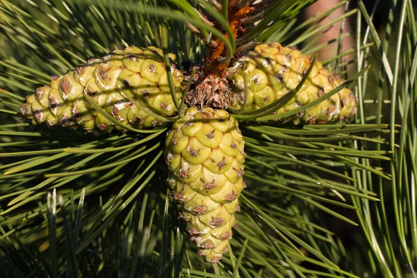 Pine branch. Conifer, pinecone tree, nature, forest — Stock Photo, Image