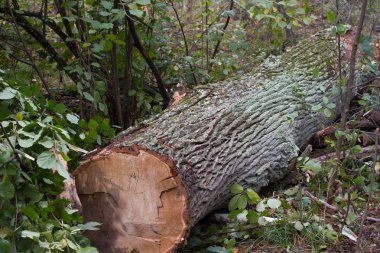 Toplam ormansızlaşma, kesme orman, felling, tomruk, mayo. Oksijen azaltma, iklim değişikliği