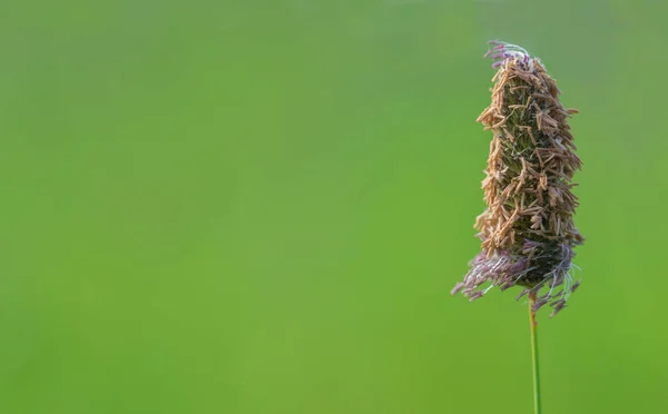 Botanik bild grön kopia utrymme. Grön färg gödsel Phleum pratense även känd som timothy-gräs. — Stockfoto