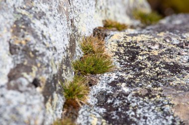 Deschampsia Antarktika 'nın makrofotografı izole edilmiş, Antarktika' ya özgü iki bitkiden biri olan Antarktika saç çimeni.