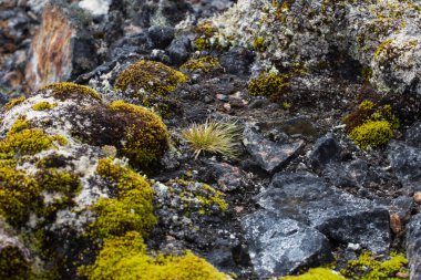 Deschampsia Antarktika 'nın makrofotografı izole edilmiş, Antarktika' ya özgü iki bitkiden biri olan Antarktika saç çimeni.