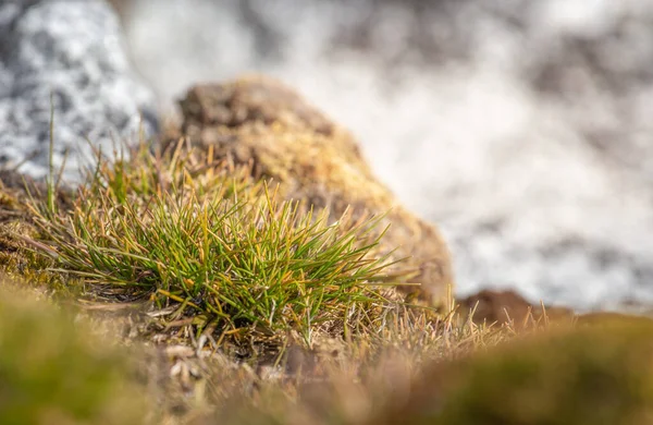 Macrofoto di Deschampsia antarctica isolata, l'erba pelo antartico, una delle due piante da fiore originarie dell'Antartide Immagini Stock Royalty Free