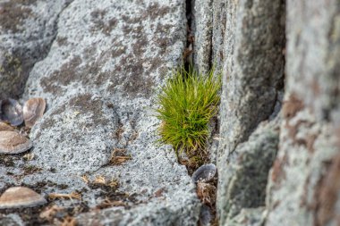 Deschampsia Antarktika 'nın makrofotografı izole edilmiş, Antarktika' ya özgü iki bitkiden biri olan Antarktika saç çimeni.