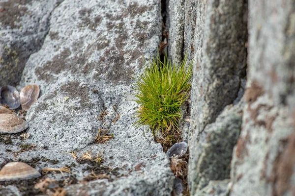 Macrofoto de Deschampsia antarctica aislada, la hierba capilar antártica, una de las dos plantas con flores nativas de la Antártida — Foto de Stock