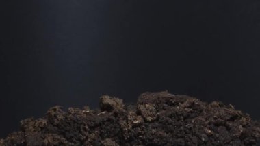 Mikroçimler siyah arkaplanda izole edilmiş. Mikro yeşil fasulye büyüdükçe filizleniyor. 4k, 25 fp. Mung fasulyesi Vigna radyatörü, aynı zamanda yeşil gram, maash veya moong dal olarak da bilinir..