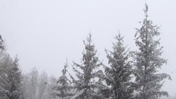 Hóvihar, köd, hóvihar, erős szél és hóesés a faluban az erdő közelében. Fenyőfa, tűlevelű a hóesésben. Nézz ki az ablakon.. — Stock videók