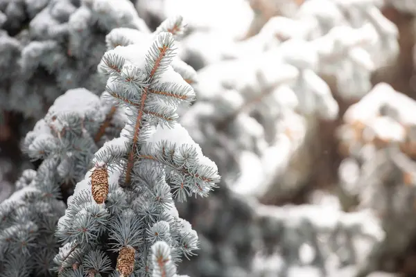 Niebieskie szyszki pokryte śniegiem w parku. Gałąź śnieżna wiecznie zielona świerk. — Zdjęcie stockowe