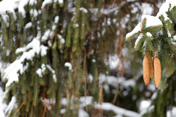 Szyszki jodły pokryte śniegiem na zewnątrz. Gałąź śnieżna wiecznie zielona świerk. — Zdjęcie stockowe