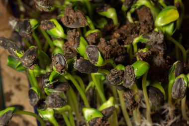 Kökün Macro fotoğrafı, ayçiçeği tohumunun Rhizoid 'i. Kök fide,