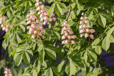 Parlak arka planda İspanyol kestane mumu. Aesculus hipocastanum yaprakları