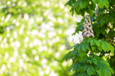 Parlak arka planda İspanyol kestane mumu. Ücretsiz telif alanı. Aesculus hipocastanum