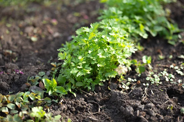 Spring young garden parsley growing on soil. Flat leaf parsley in garden row in spring. Sunlight.