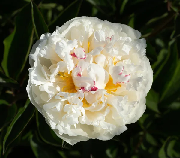 Paeonia lactifolia, Mons Dupont, France. Close up macro photo. Peony pink into garden. Royalty Free Stock Images