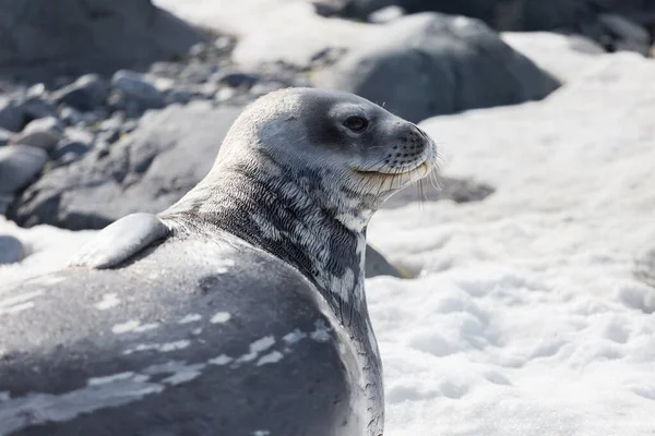 Weddell Seal riposa sulla neve nel continente antartico. Isola di Half Moon, Antartide Foto Stock