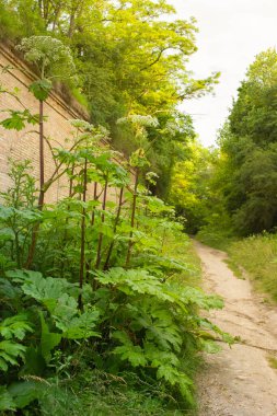 Bir grup tehlikeli zehirli bitki Heracleum sibiricum. Yaban otları ve yaban havucu olarak da bilinir..