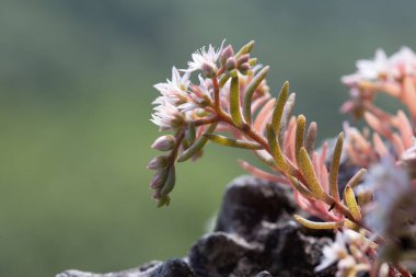 Karpatya dağ bölgesinde çiçek açan beyaz sedum bitkisi. Bulanık arkaplanda taş fabrikası.