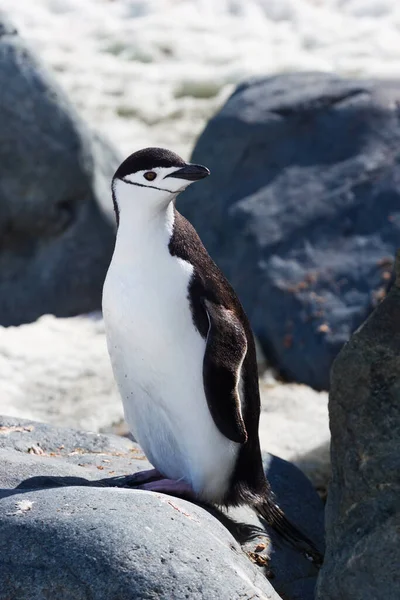 One single portrait of antarctica chinstrap penguin standing. Vertical photo. — Stock Photo, Image