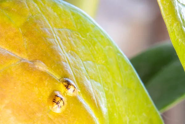 Macrofotografie van Diaspididae insecten op het bladvat. Gepantserde insecten thuis. Insecten zuigen planten. Geïnfecteerd. Rechtenvrije Stockfoto's