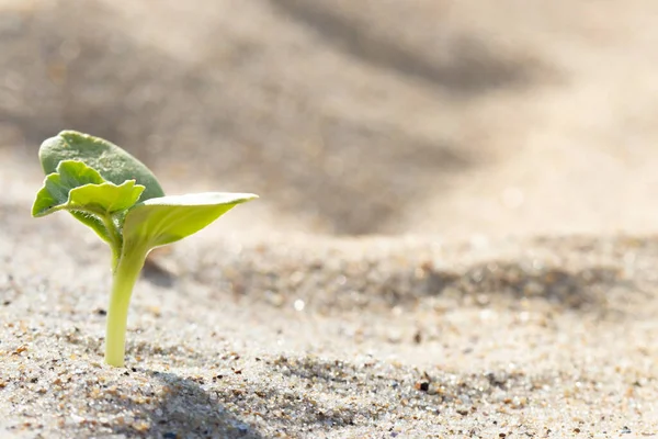 Macro leaves of sprout in blurred background. Renewal concept, sustainability. Sun light. Stock Image