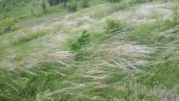 Stipa capillata is een zeldzame plant bekend als veer, naald, speer gras door de wind in steppe. Oekraïne veldgras. Video mp4 — Stockvideo