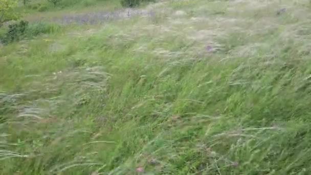Stipa capillata es una planta rara conocida como pluma, aguja, hierba de la lanza por el viento en la estepa. Ucrania hierba de campo. Video mp4 — Vídeo de stock
