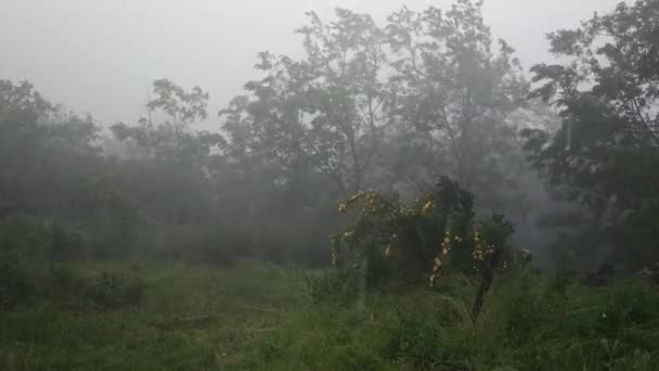 Duże opady deszczu w naturze. Zmiany klimatu. Burza na Ukrainie obszarów wiejskich. — Wideo stockowe