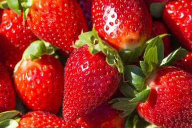 Olgun kırmızı çilek kırmızı ve sulu