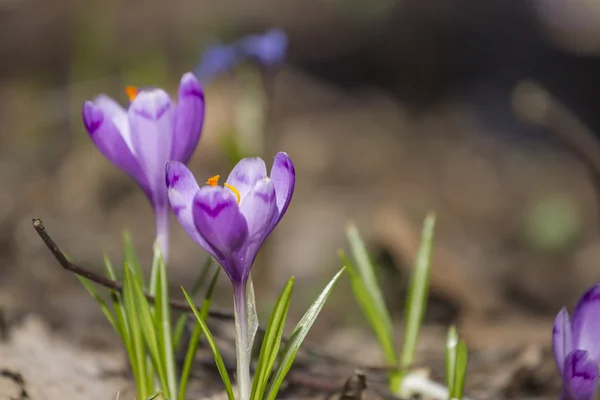 El azafrán violeta que florece en primavera — Foto de Stock