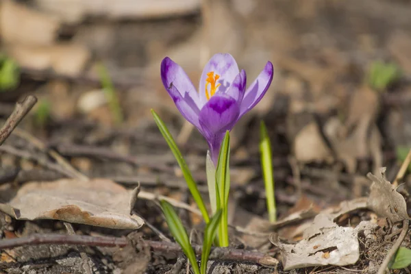 El azafrán violeta que florece en primavera — Foto de Stock