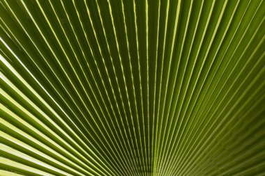 washingtonia palmiye yivli yaprak