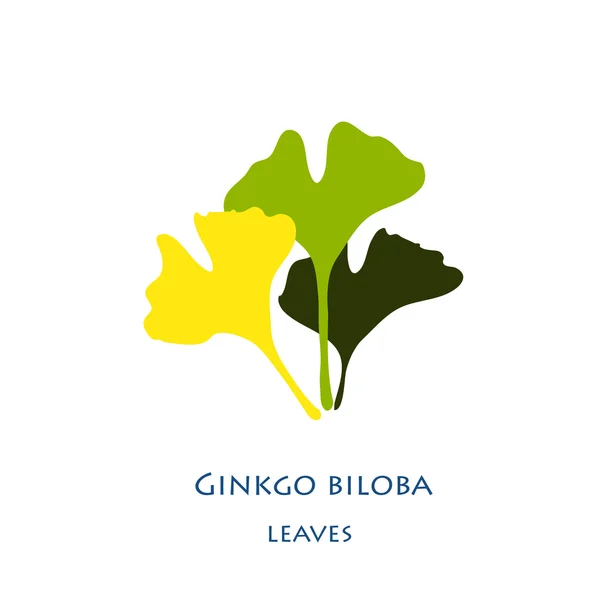 Ginkgo biloba estiliza las hojas — Vector de stock