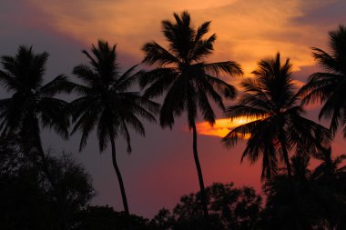 Sunset in the jungle with palm silhouette