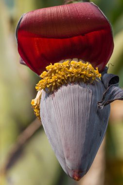 Hindistan'da bir muz bir çiftlikte büyük banans çiçek.