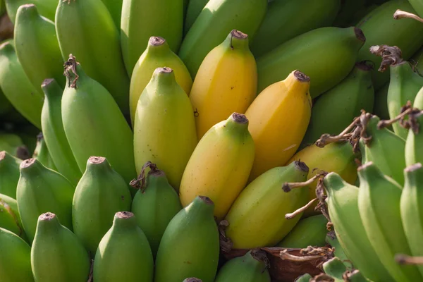 Um bando de bananas numa plantação de bananas na Índia. Bananas em um b — Fotografia de Stock