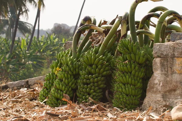 Manojo de plátanos en una plantación de plátanos en la India. Plátanos en una b —  Fotos de Stock