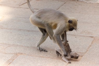 Long-tailed monkey beating its children clipart